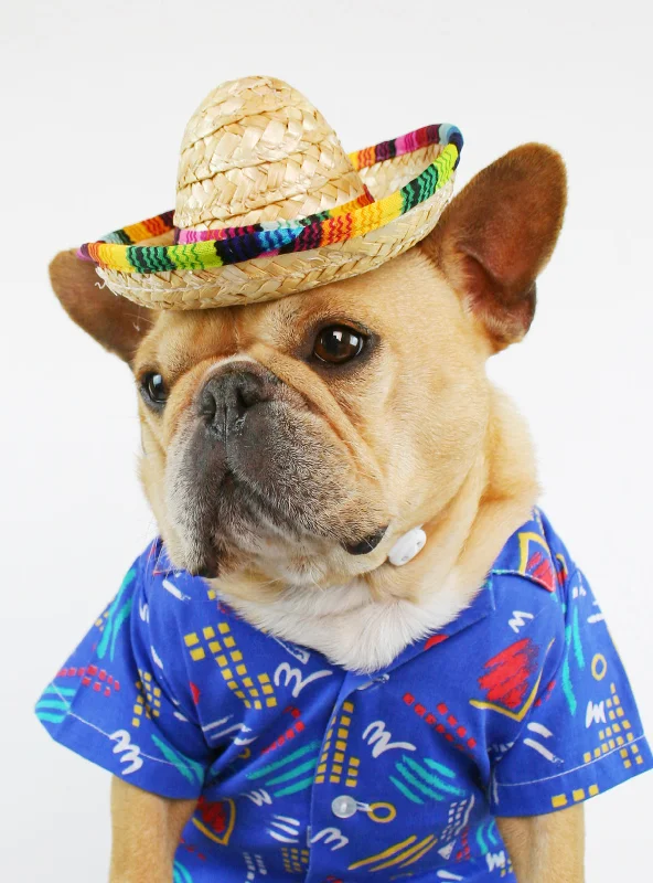 Pet raincoatSombrero Dog Hat