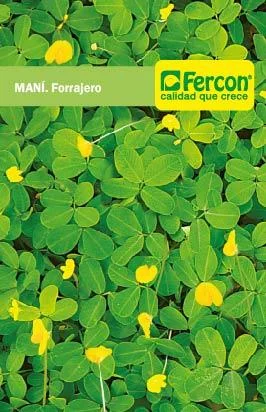 - Chinchilla cooling ice nest ceramic plateSemilla De Maní Forrajero x 25 Gr