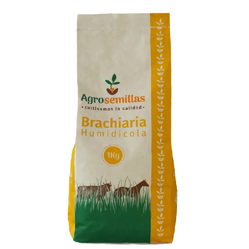 - Dog disposable foam shower gelSemilla De Pasto Brachiaria Dictyoneura x 1 Kg