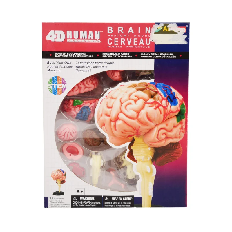 - Solid wood cat climbing frame customized626008 4D HUMAN BRAIN ANATOMY D