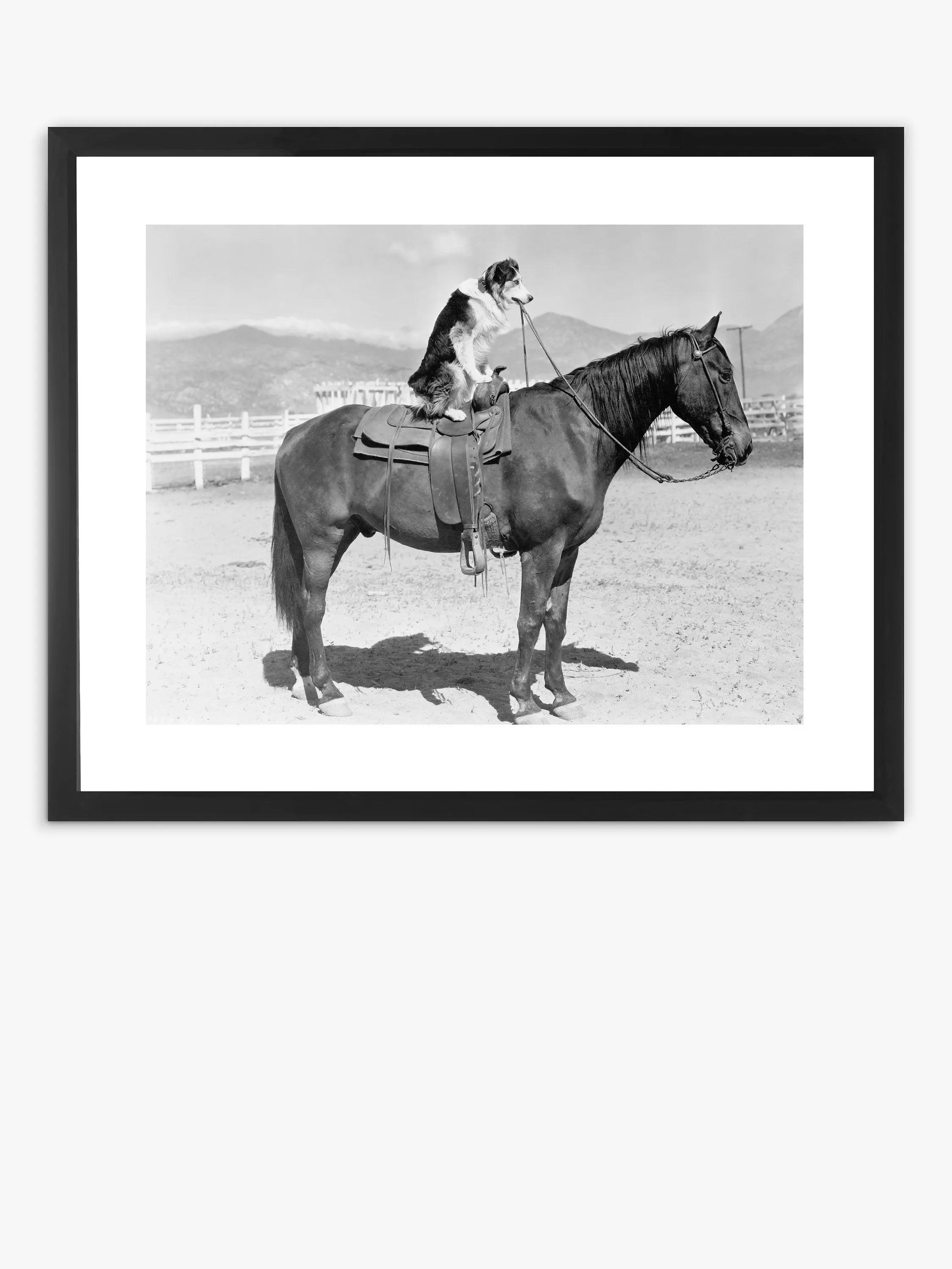 - Automatic induction pet water dispenserBrookpace Lascelles Dog On Horseback Framed Print & Mount, 45 x 55.5cm, Black/White - Automatic induction pet water dispenserBrookpace Lascelles Dog On Horseback Framed Print & Mount, 45 x 55.5cm, Black/White