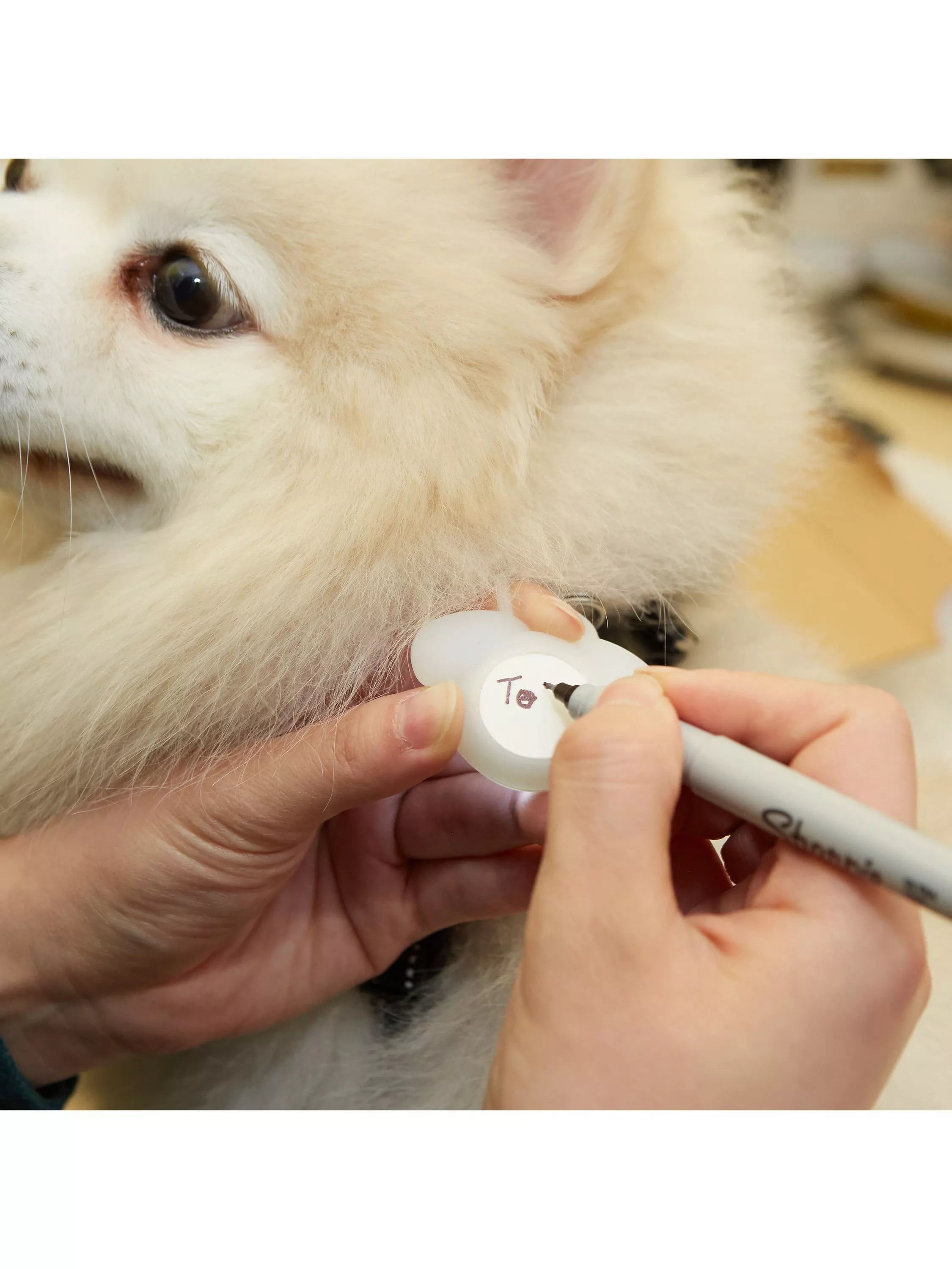 - Dog heart rate monitoring collarKikkerland Kobe Dog Light Up Name Tag
