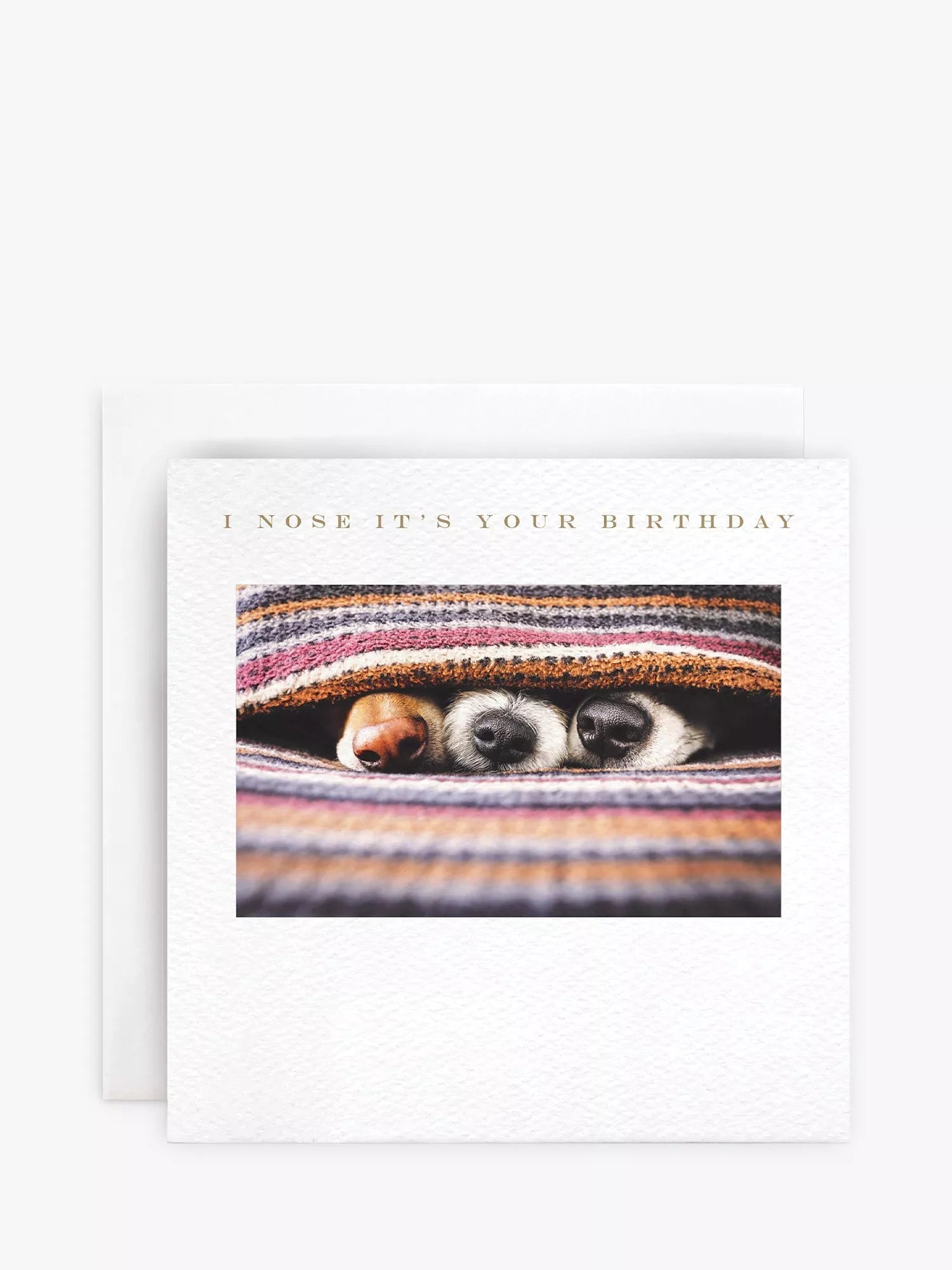 - Pet fence foldable indoorSusan O'Hanlon Dogs Noses Birthday Card